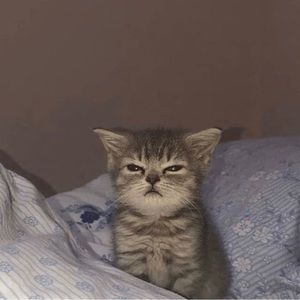 Meet your Posher, Carmen